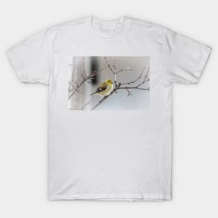 American Goldfinch Fluffy and Warm by Debra Martz T-Shirt